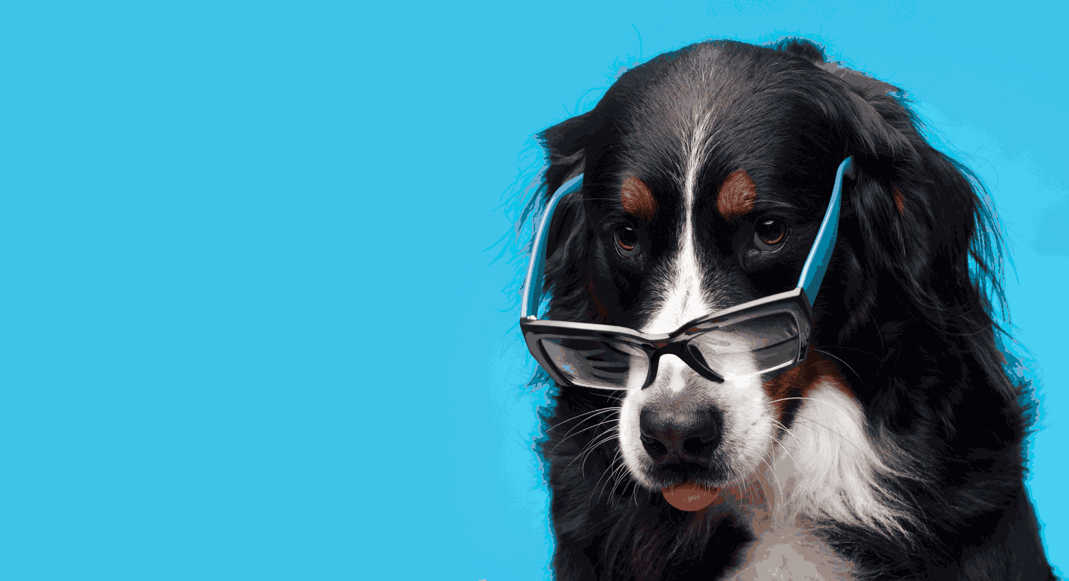 Beau portrait animal compagnie chien